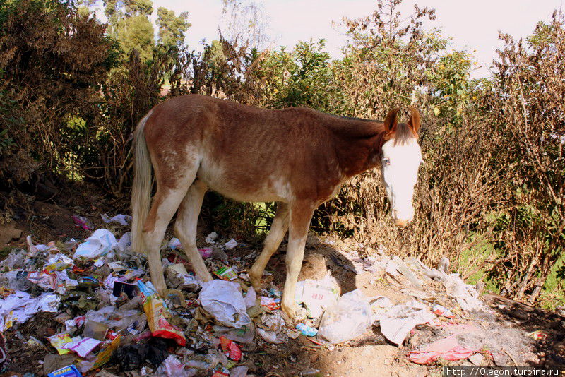 Лошадка на мусорке Индия