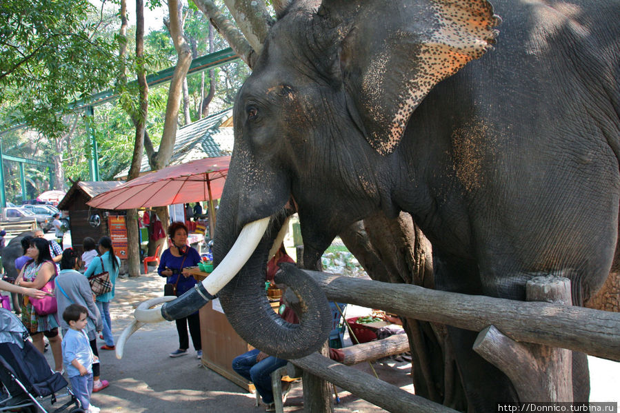 Зоопарк Чиангмай, Таиланд