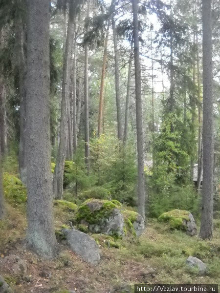 Валуны и деревья Котка, Финляндия