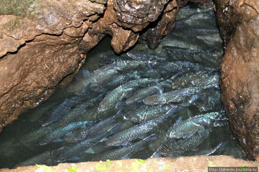 Косяк рыб в Рыбной пещере Мае-Хонг-Сон, Таиланд