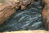 Косяк рыб в Рыбной пещере