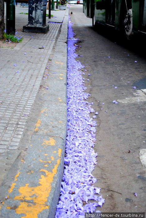 Опавшие цветы в Буэнос-Айресе просто сметают к обочине. Жалко выбрасывать такую красоту Буэнос-Айрес, Аргентина