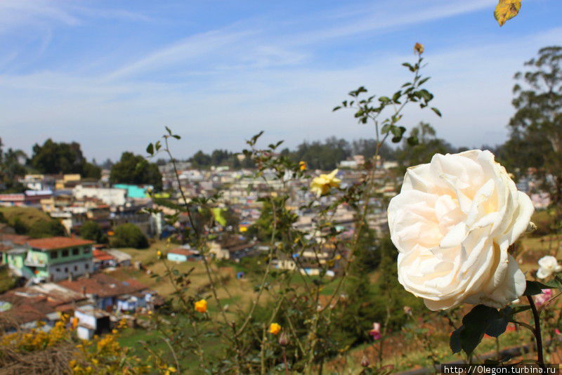 Через розу, вид на город Ути, Индия