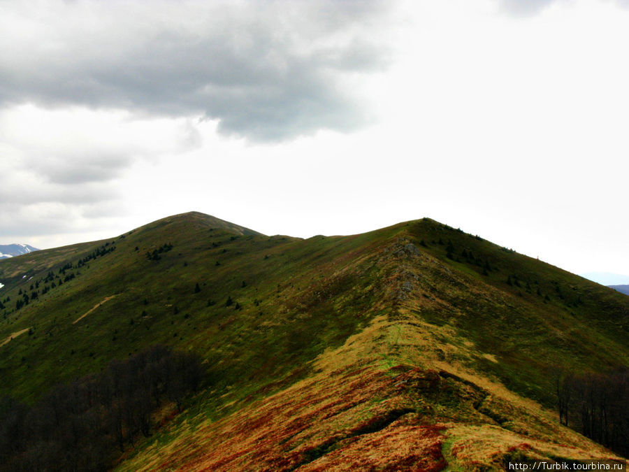 Черничная гора