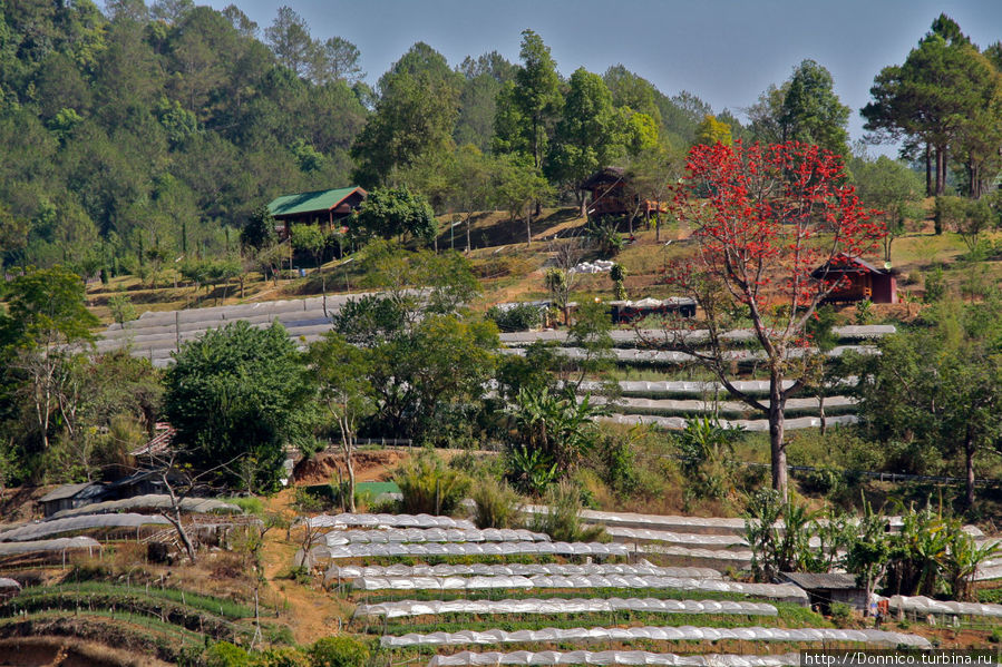 Опытная ферма Национальный парк Дой-Интанон, Таиланд