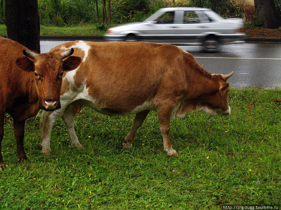 коровы напротив резиденции президента АР Сухум, Абхазия