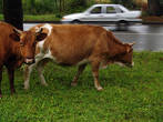 коровы напротив резиденции президента АР