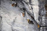 Соты диких пчёл в ущелье реки Дуд Кола