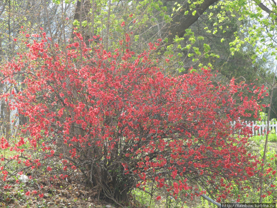 А это не дерево, это — декоративный куст айвы, но цветет в унисон красн-коралловым цветом. Норт-Адамс, CША