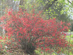 А это не дерево, это — декоративный куст айвы, но цветет в унисон красн-коралловым цветом.