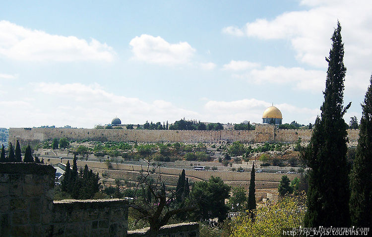 Масличная (Елеонская) гора Иерусалим, Израиль