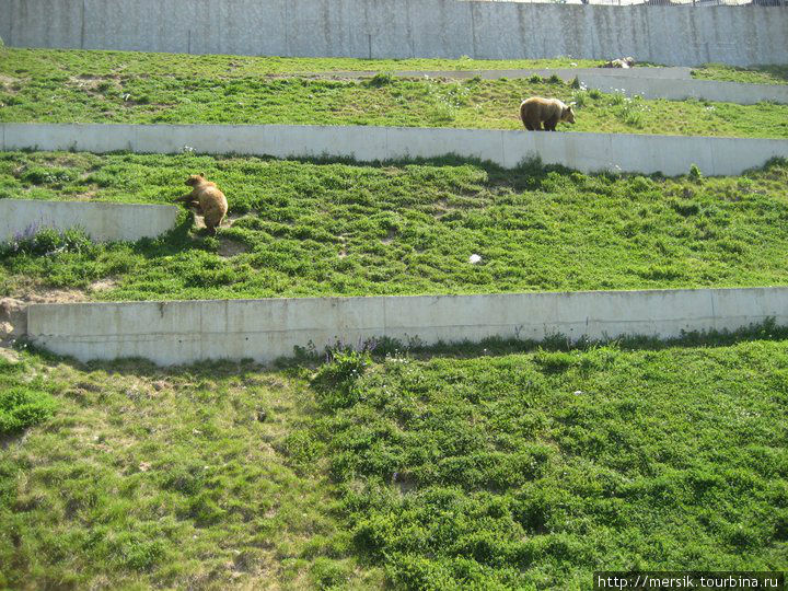 Берн и медвежата из России Берн, Швейцария