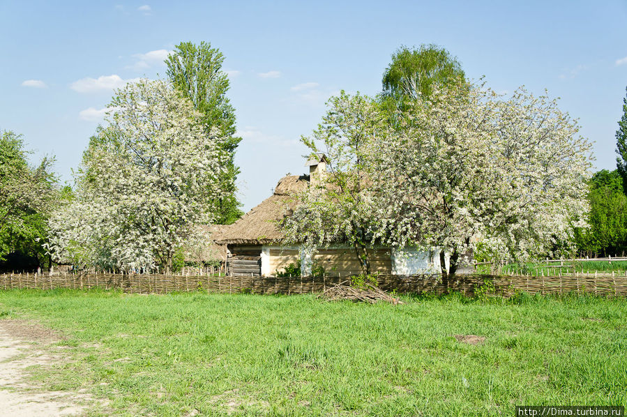 В мае цветёт вишня и другие деревья. Очень красиво Киев, Украина