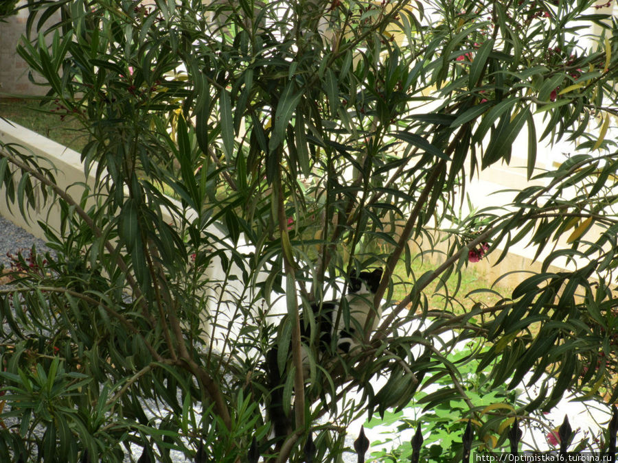 Васька маскируется на дереве
