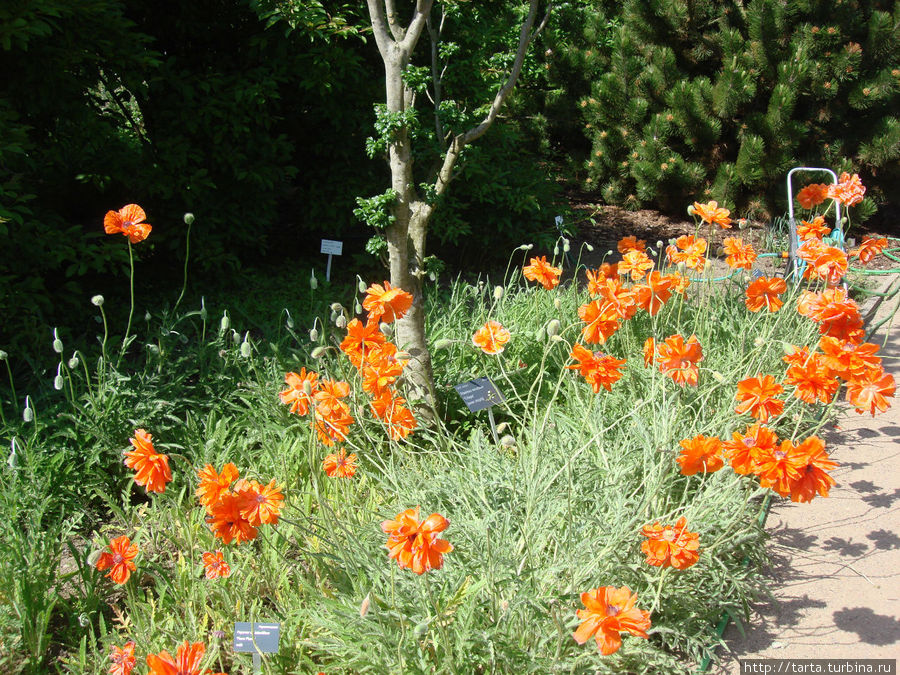 Ботанический сад пестрит цветами
