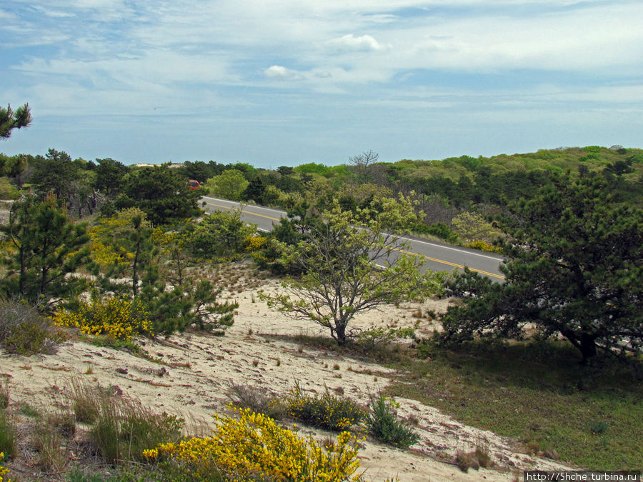 Цветущие дюны мыса Кейп-Код. Пешком по пескам Национальное побережье Кейп-Код, CША