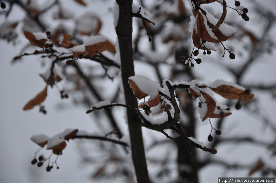 Вертолетики сухих соцветий липы в снежном оперении ... Пьештяны, Словакия