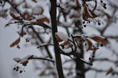 Вертолетики сухих соцветий липы в снежном оперении ...