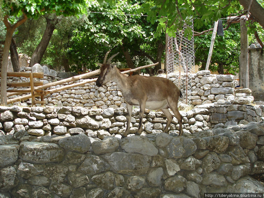 горная козочка кри-кри Агия-Румели, Греция