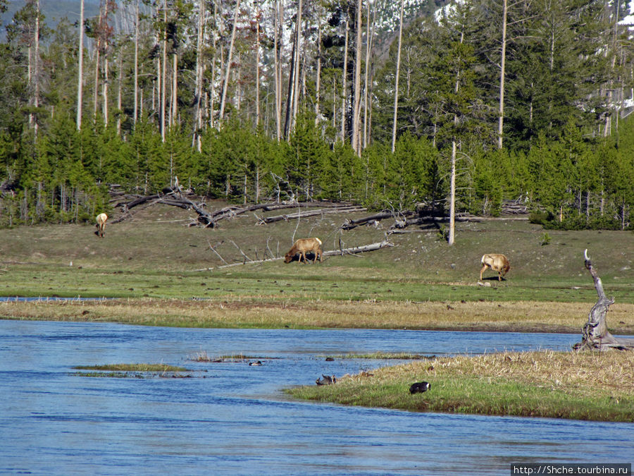 Ну а потом, опять на другом берегу увидали сперва лосей Йеллоустоун Национальный Парк, CША