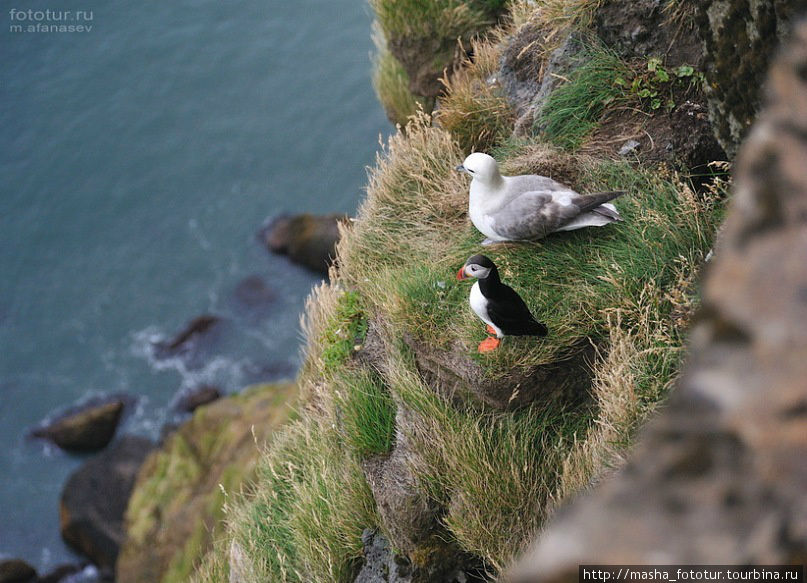 Puffin – эти маленькие птички один из главных символов Исландии Исландия