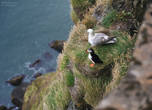 Puffin – эти маленькие птички один из главных символов Исландии