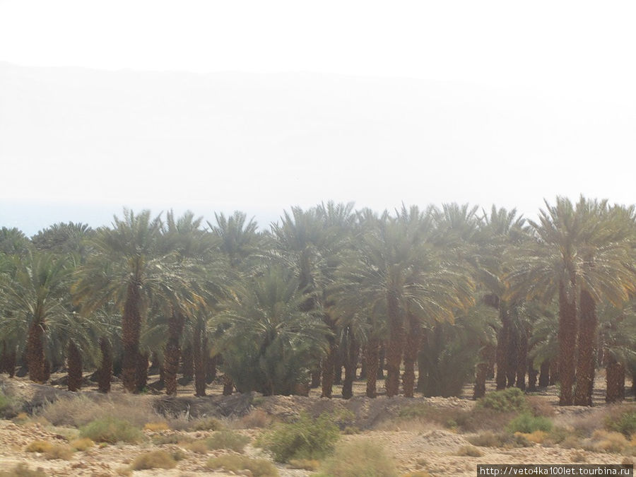 пальмовая плантация.тут их выращивают,а потом высаживают в городе,подведя к каждой пальмочке насос с водой. Эйлат, Израиль