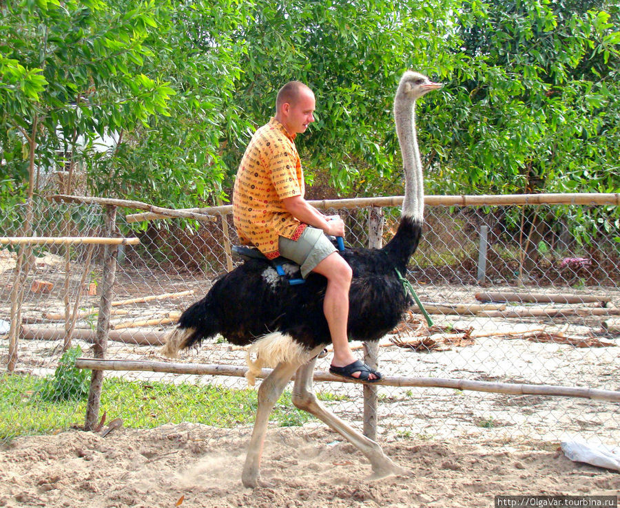 Африканский страус, самая крупная из современных птиц, достигает роста до 3-х метров, а весить может 220 кг.  Длинные и сильные ноги — всего с двумя пальцами, один из них заканчивается подобием рогового копыта — на него птица опирается при беге. Этот экземпляр не очень-то хотел бегать... Муй-Не, Вьетнам