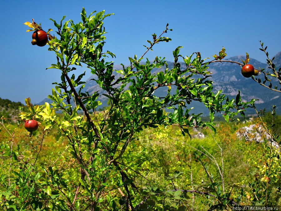 Дикий гранат, как у нас яблоки.. Озеро Саско, Черногория