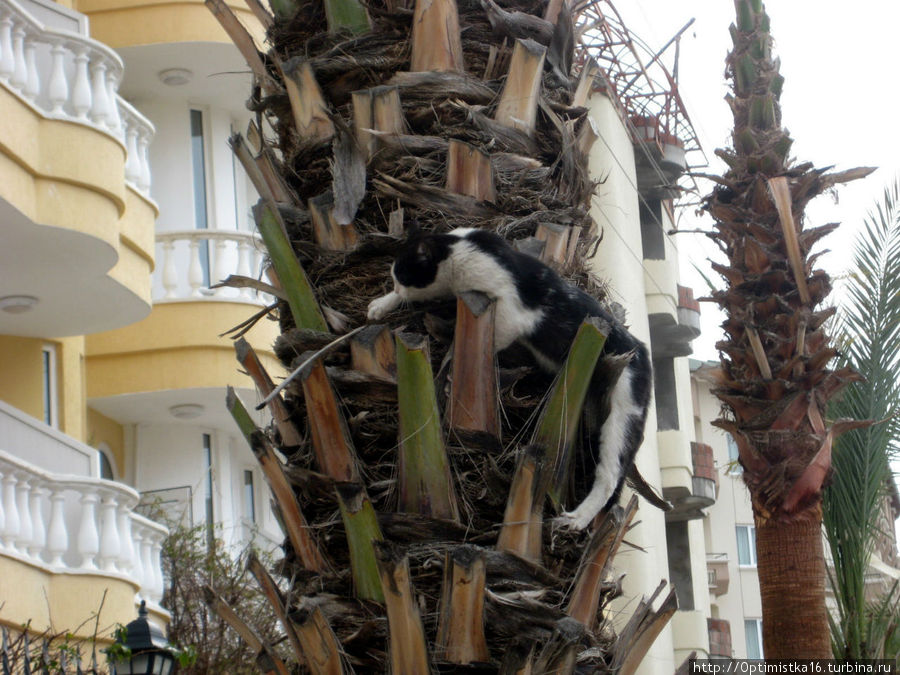 На деревьях сидят кошки Алания, Турция