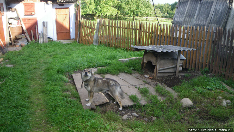 Барсик охраняет свой двор Ивано-Франковская область, Украина