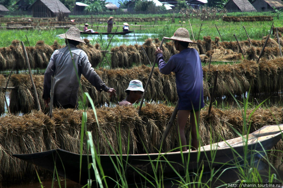 Идет уборка риса Ньяунг-Шве, Мьянма