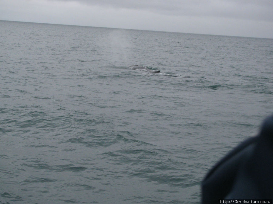 кит: пуф-ф-ф Хусавик, Исландия