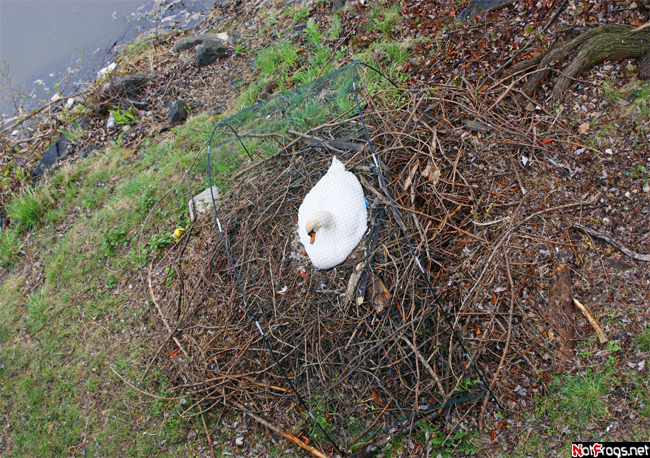Лебедь высиживает яйцо