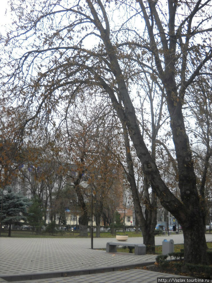 Среди деревьев Новороссийск, Россия