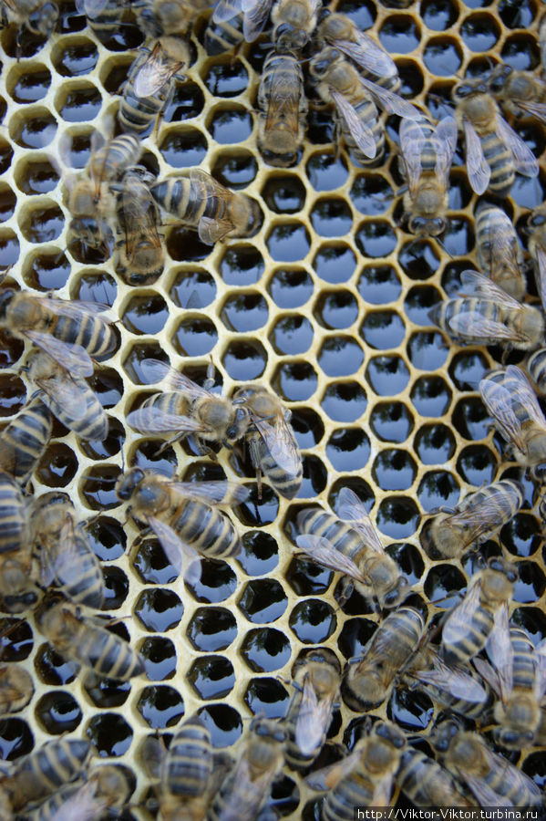 Пчеловодство Либерецкого края Либерецкий край, Чехия