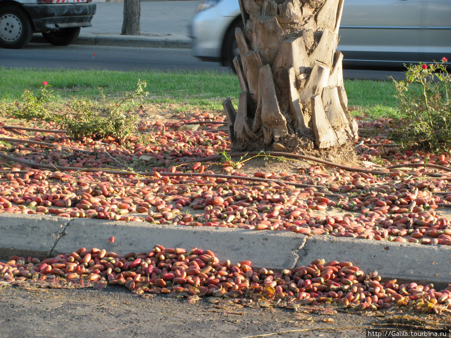 В России яблоки на снегу,в Израиле финики на полу. Беэр-Шева, Израиль