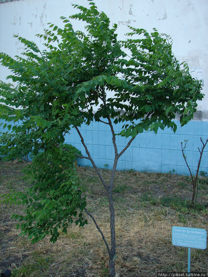 21.Канадское кофейное дерево Киев, Украина