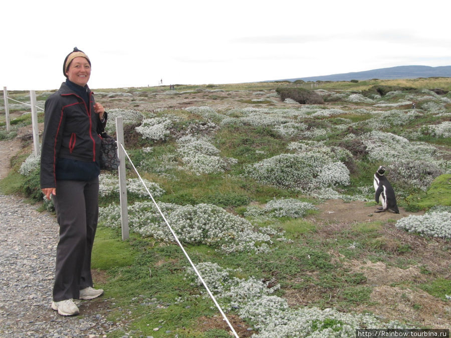 А также встретиться с пингвином  почти в непосредственной близи Лагуна-Отвей, Чили