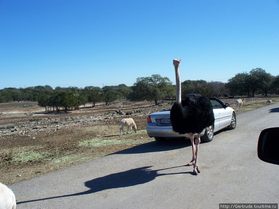 Какой гордый  африканский страус! Сан-Антонио, CША