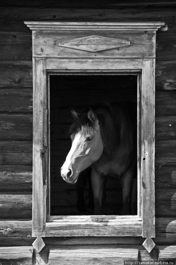 Добрые лошади Больших Котов Листвянка, Россия