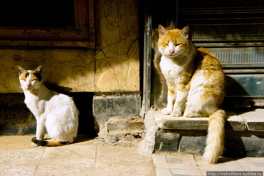 Каирские котэ. Каир, Египет