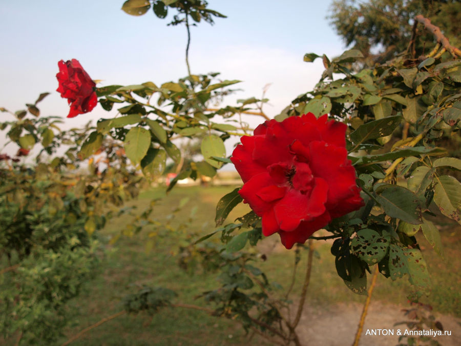 Цветут розы. Озеро Набугабо, Уганда