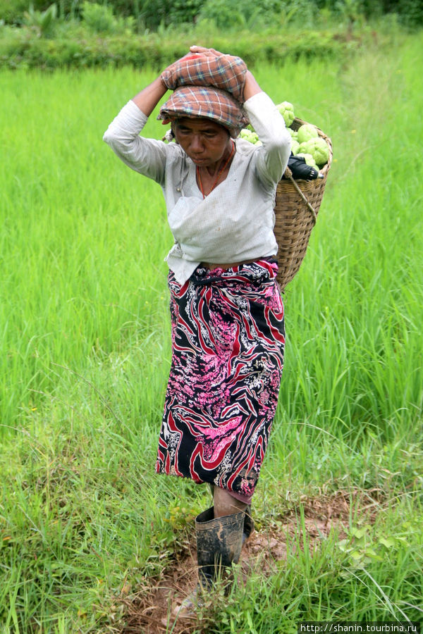 Крестьянский труд - никакой механизации Штат Шан, Мьянма
