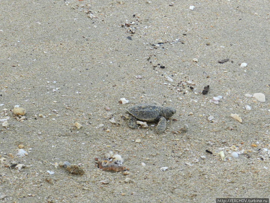 Внимание черепаха! Маскат, Оман