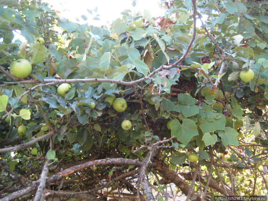 Яблони склоняются от веса плодов, но никто их не собирает. Ананури, Грузия