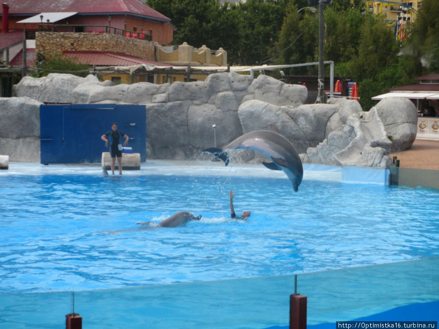 Шоу дельфинов и морских львов в парке 