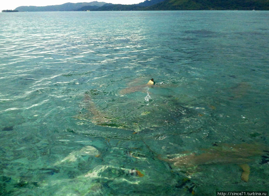 Акулы бывают разные Остров Бора-Бора, Французская Полинезия