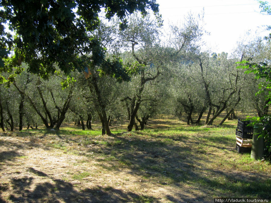 Оливковые сады Ластра-а-Синья, Италия