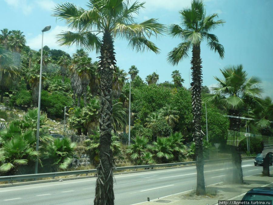 Пальмы парами... Санта-Сусанна, Испания